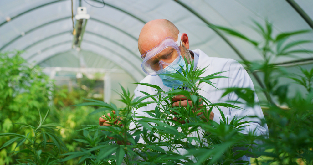 La production agricole de CBD en France