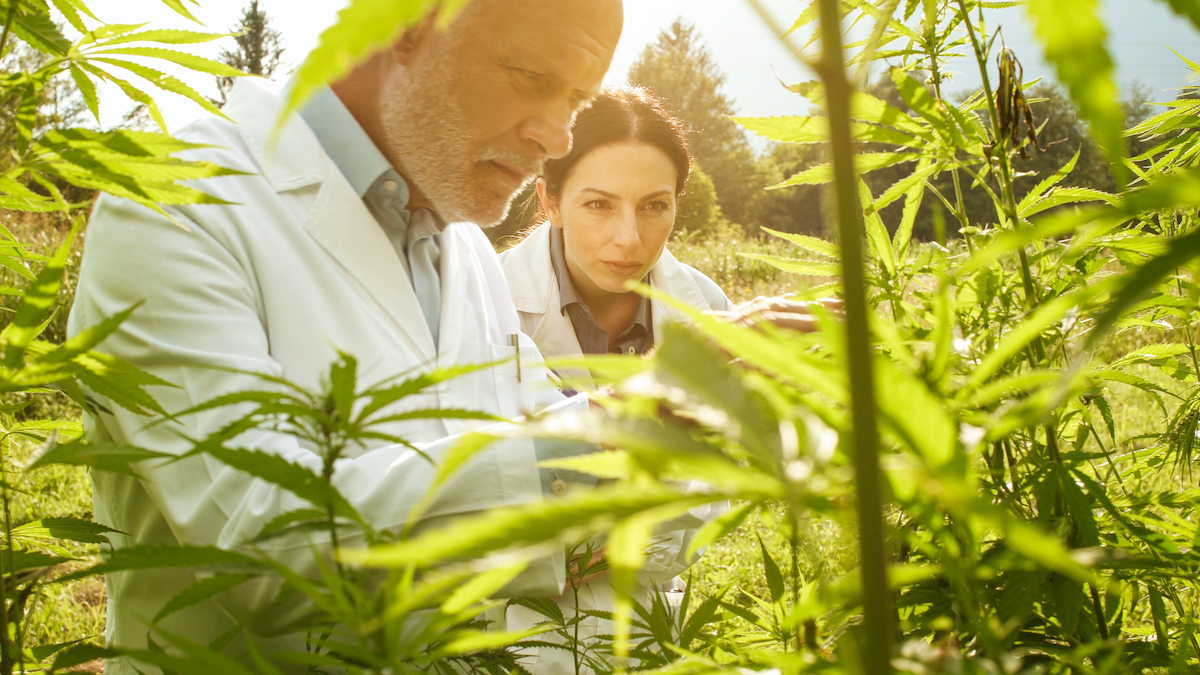 Les principaux pays producteurs de CBD en Europe