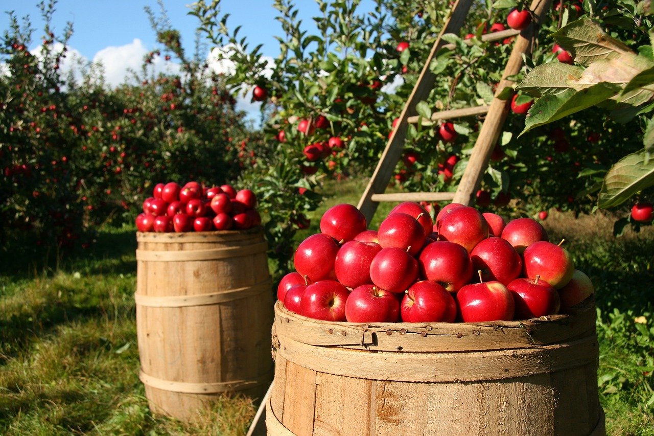 Les avantages de l’agriculture écologique ?