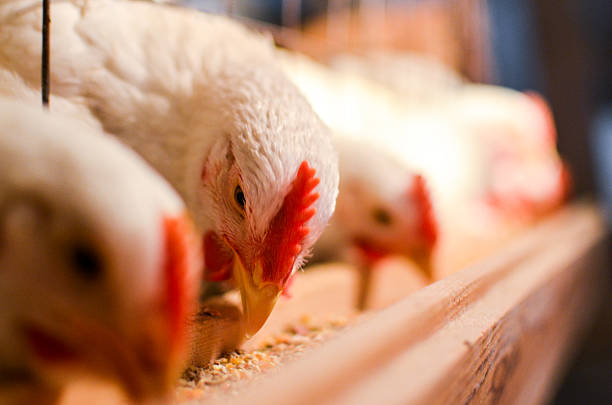 Démarrer l’élevage de poules chez soi