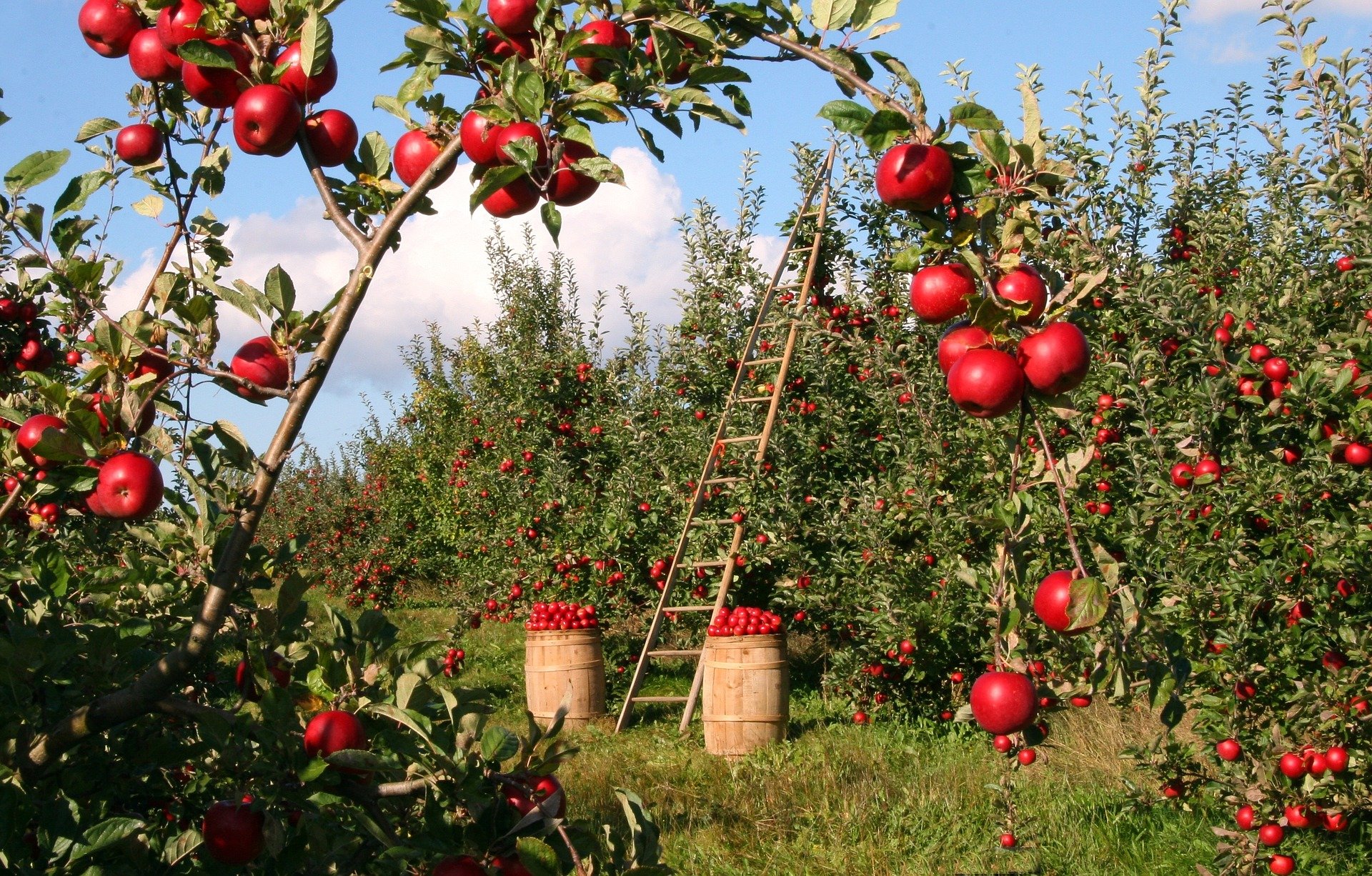 Les atouts de l’agriculture biologique