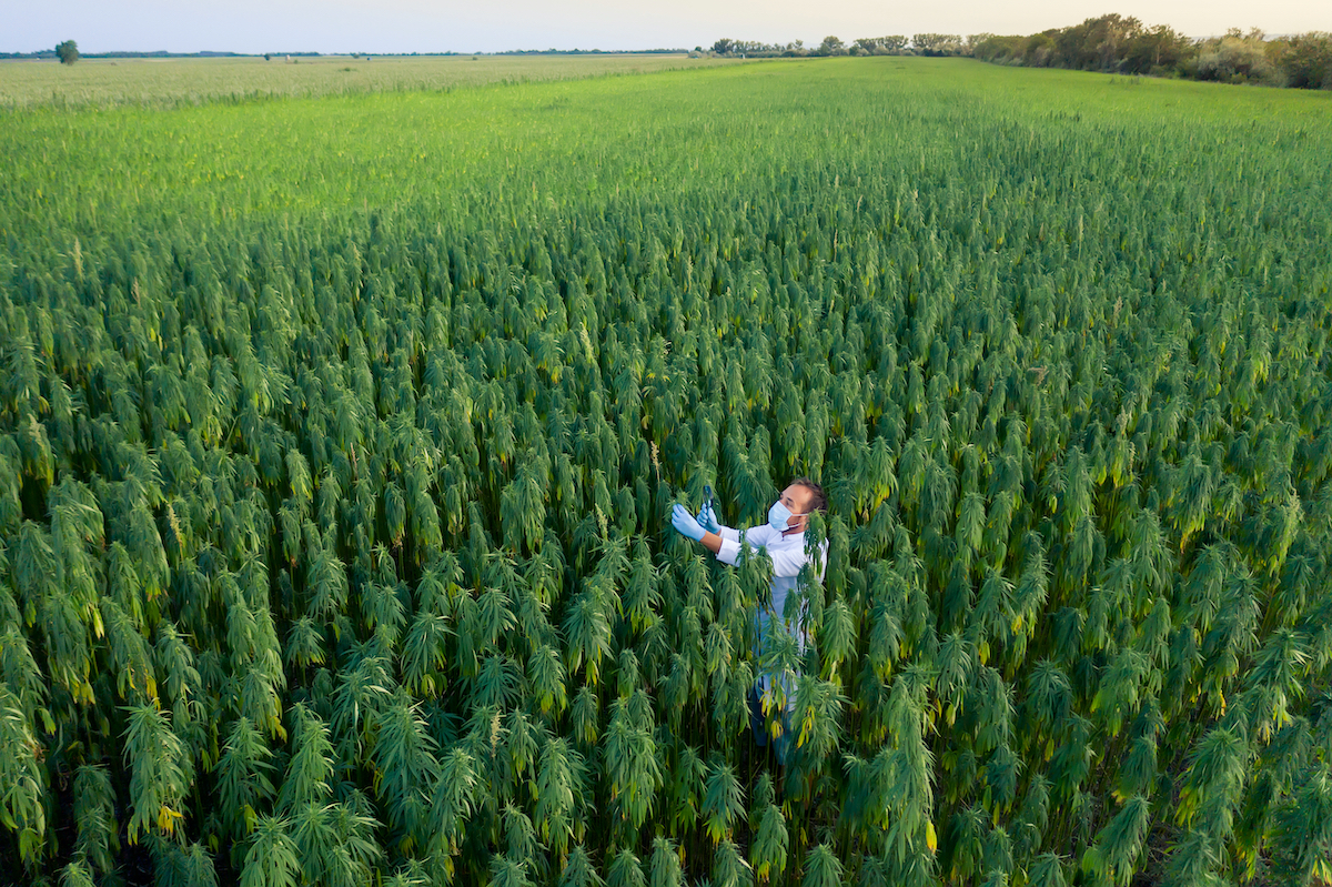Comment devenir cultivateur de CBD ?