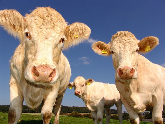 La nutrition des animaux d'élevage