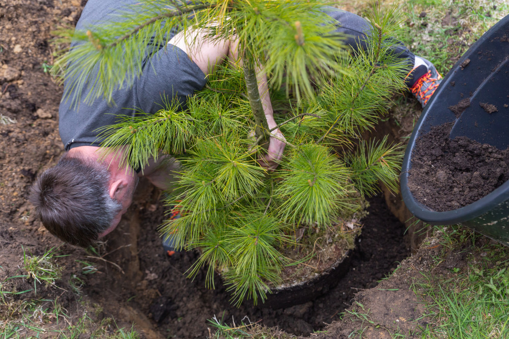 La reforestation : un espoir pour la biodiversité et le climat