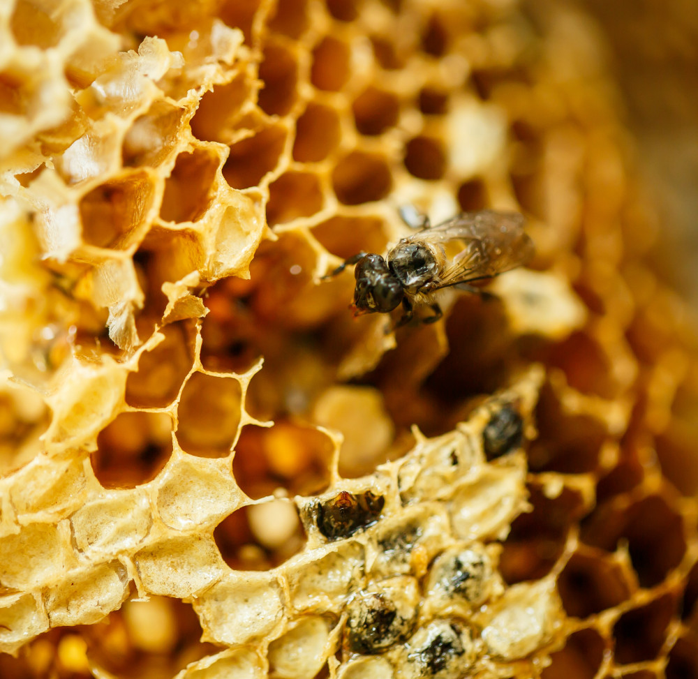 Sauvons les abeilles : pourquoi ces pollinisatrices sont essentielles pour nos écosystèmes
