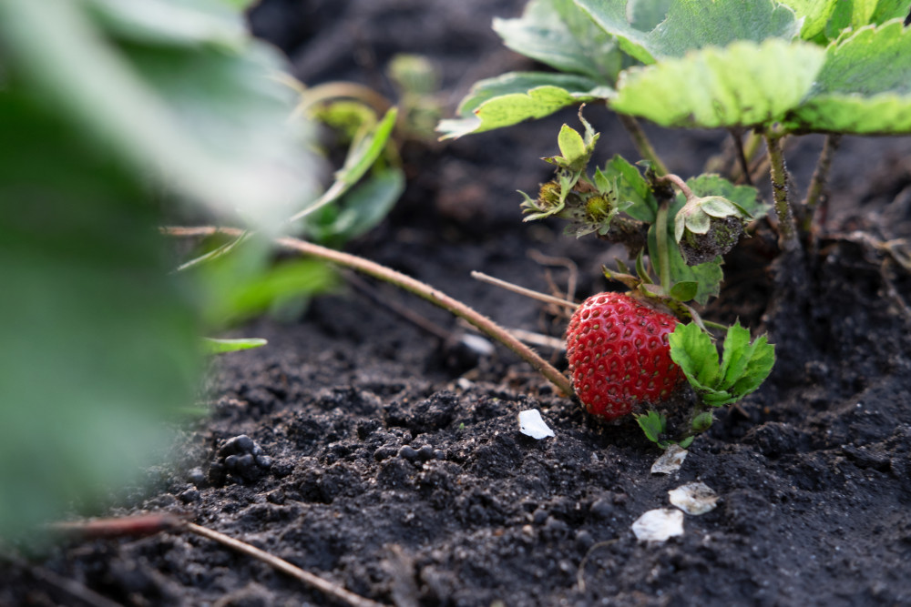 La permaculture : une révolution écologique pour vivre en harmonie avec la nature