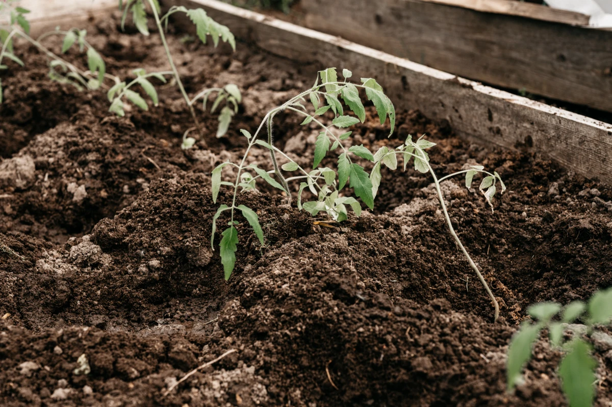 Agriculture biologique vs conventionnelle : quel impact sur les rendements ?