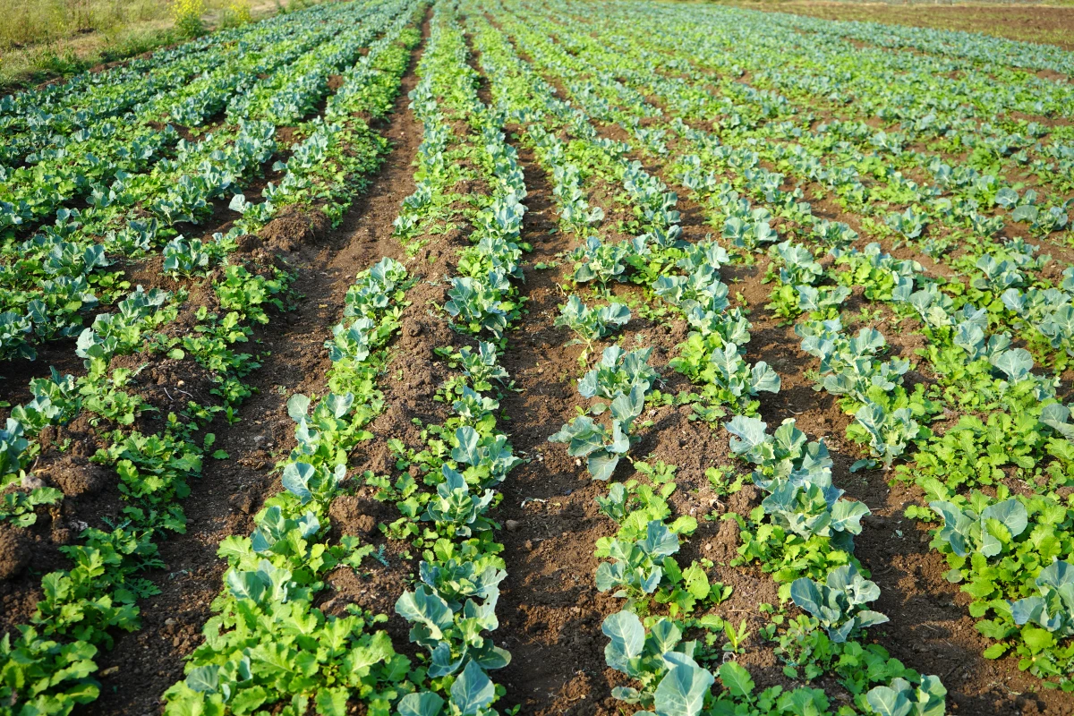 Études de cas : réussites en agriculture biologique
