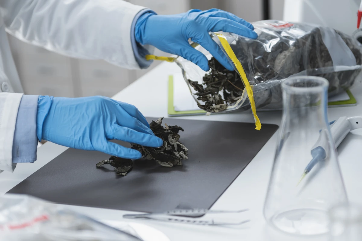 La certification biologique : processus et défis