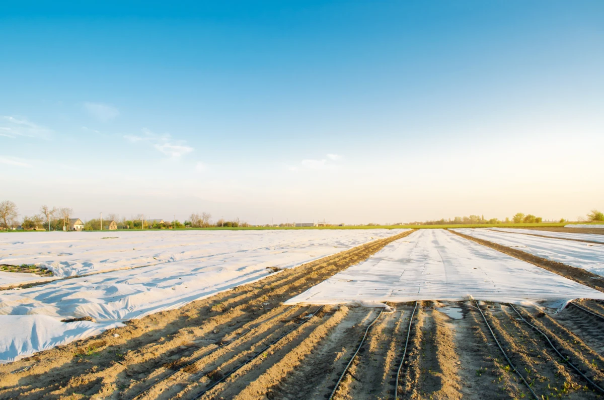 Agriculture urbaine biologique : Enjeux et opportunités pour un avenir durable
