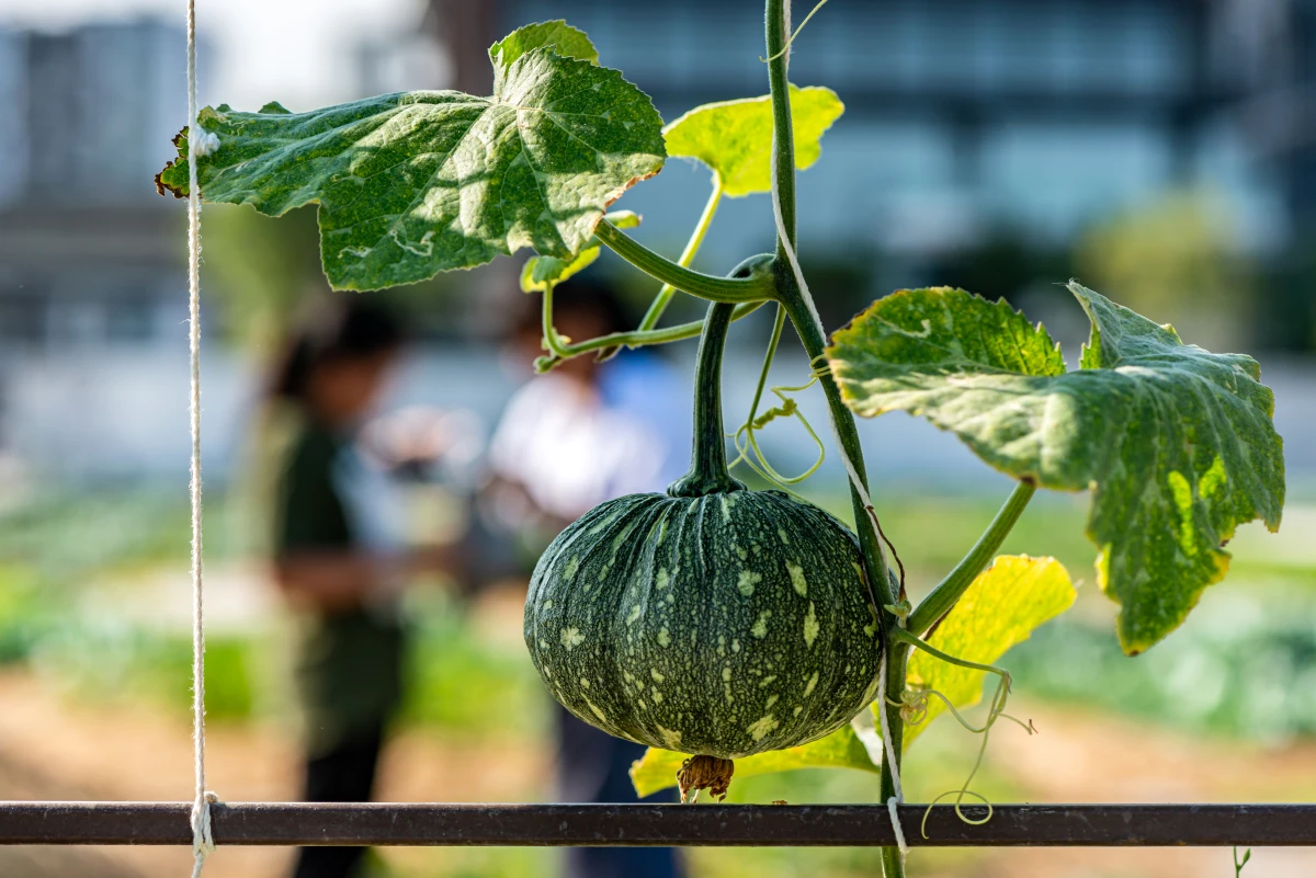 Agriculture de conservation en bio : vers une révolution agricole durable