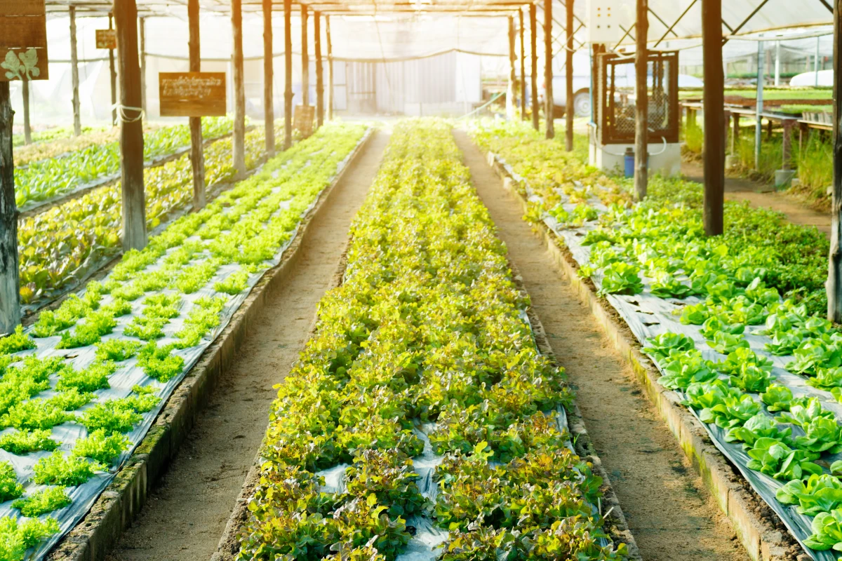 L'hydroponie : une révolution pour l'agriculture biologique