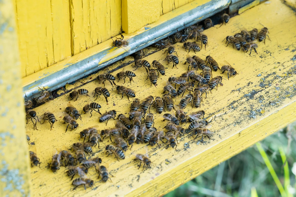 Les insectes pollinisateurs : des alliés précieux pour l'agriculture biologique