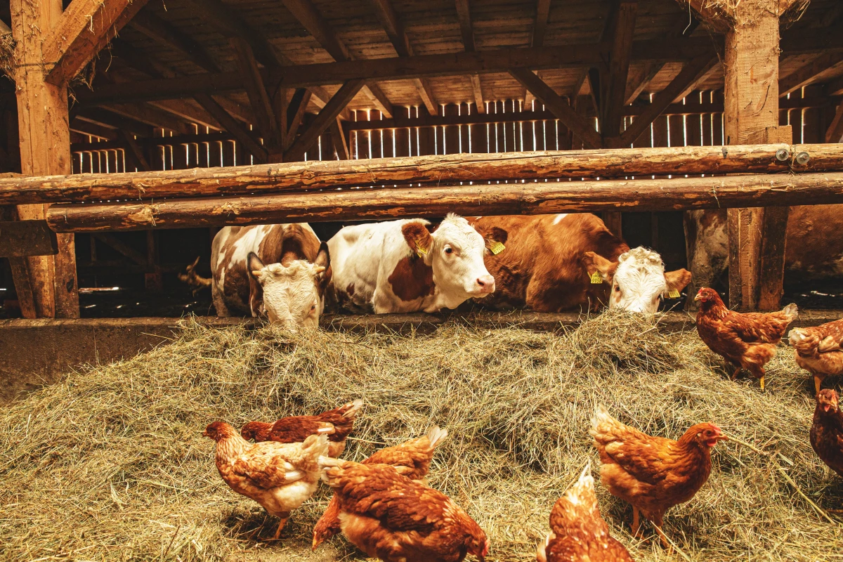 L'agriculture biologique, une solution pour préserver la biodiversité