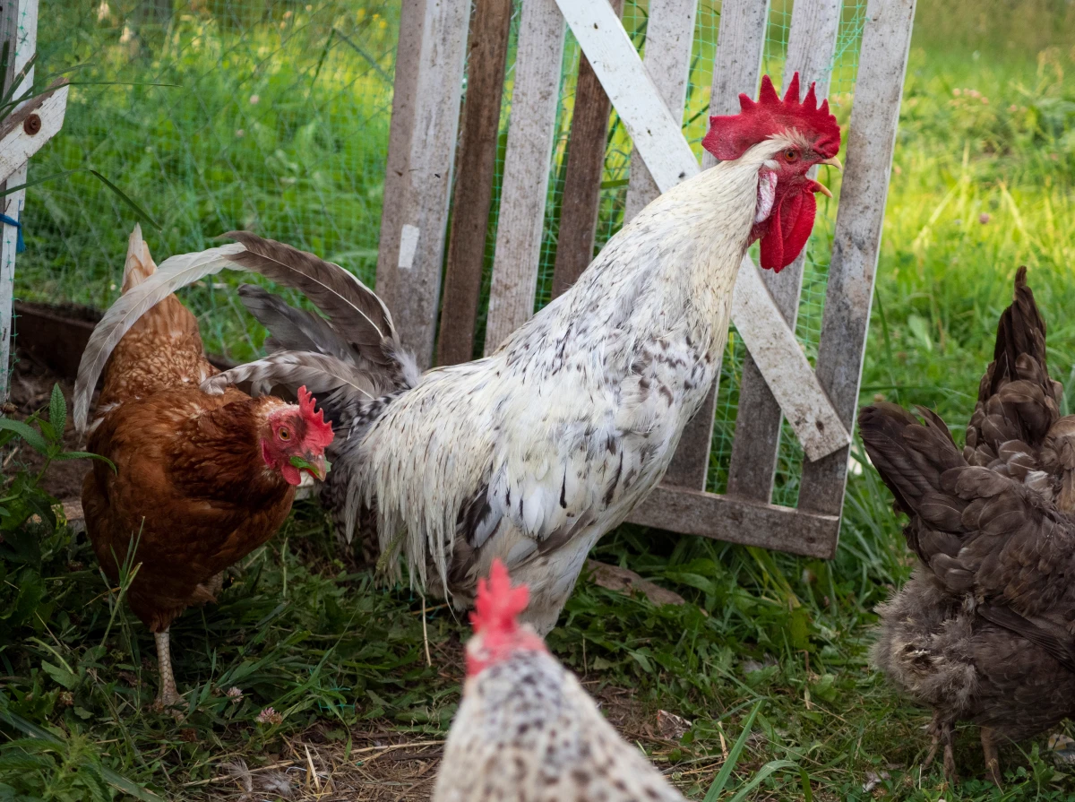 Perceptions et attitudes des consommateurs envers les produits bio : décryptage d'un engouement grandissant