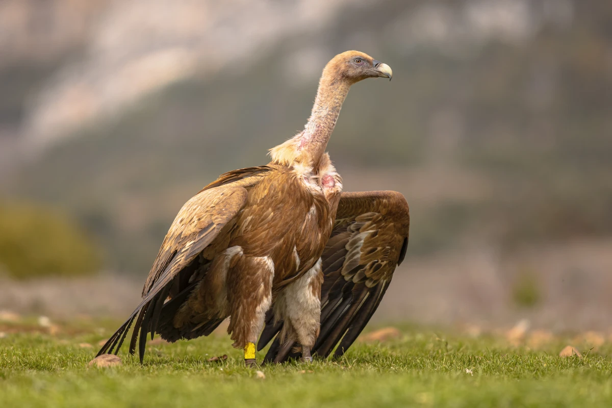 Réhabilitation des terres dégradées : l'agroécologie à la rescousse