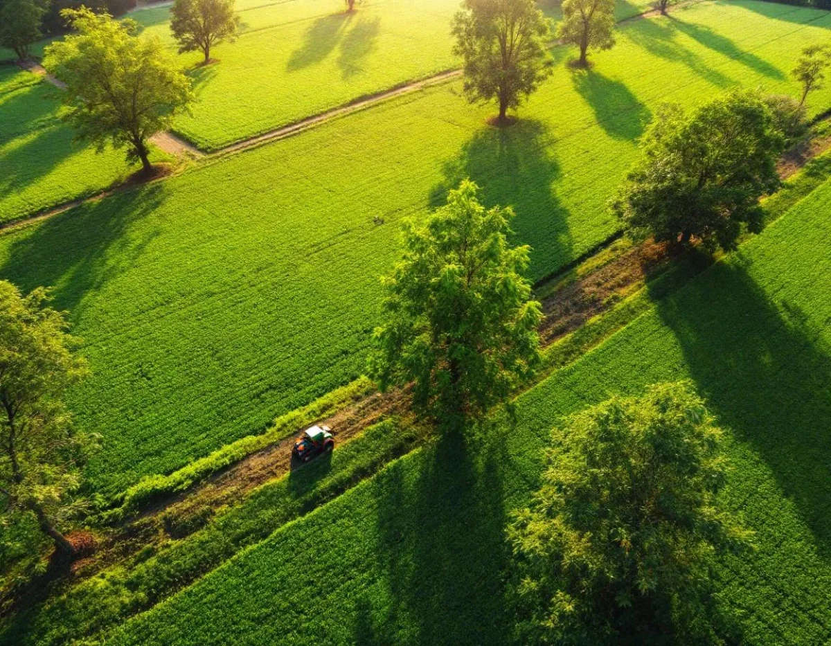 Agroforesterie : synergie entre arbres et cultures