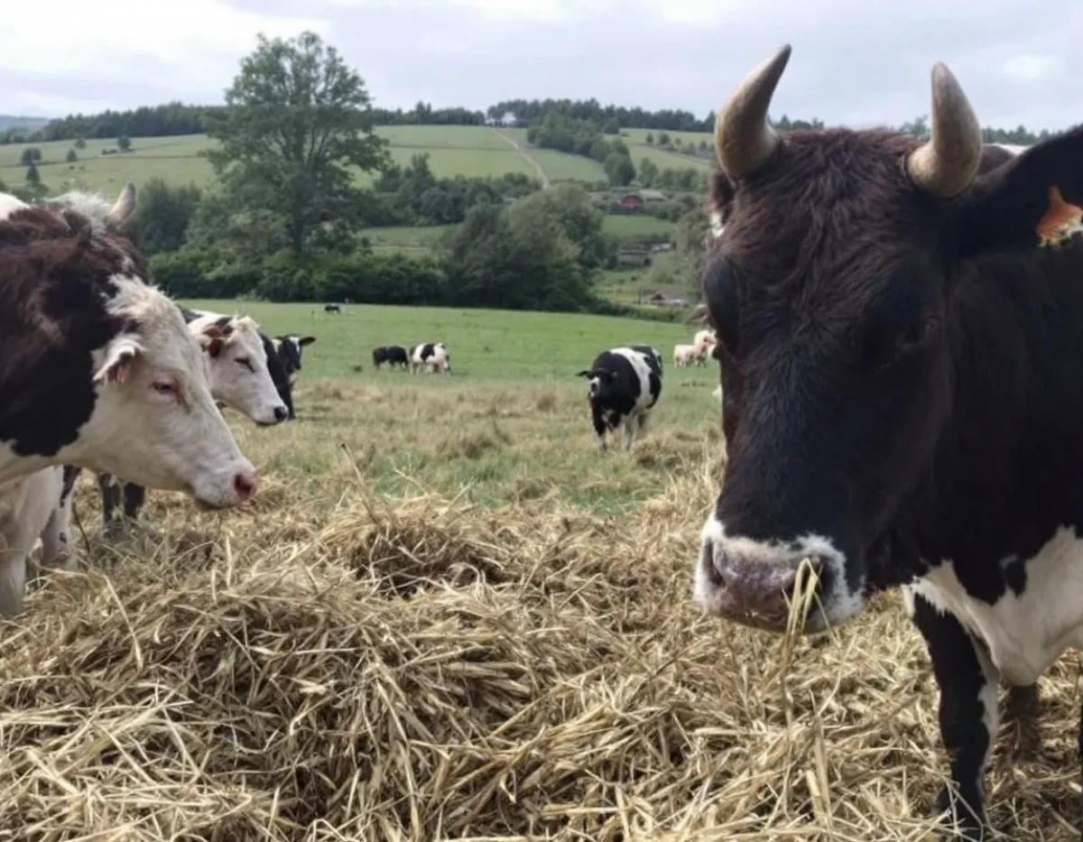 L'économie circulaire appliquée aux fermes polyculture-élevage
