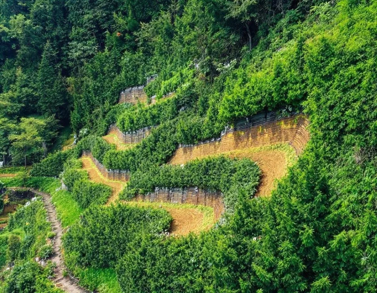 Les engrais verts comme outil de stockage de carbone atmosphérique